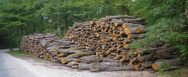 Forêt de Sivens