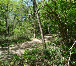 Forêt de Sivens