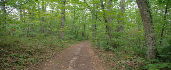 Forêt de Sivens