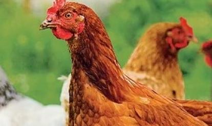 poule